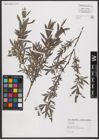 Foto von Salix L.